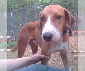 Pongo Beaufort - Male Retriever -Unknown Mix Dog for Adoption - Photo #13