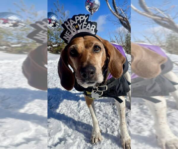 Medium Photo #5 Mutt Puppy For Sale in Shelburne, VT, USA