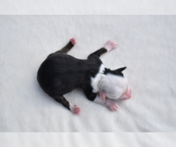 Medium Photo #5 Miniature Australian Shepherd Puppy For Sale in PALM COAST, FL, USA