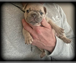 Small Photo #5 French Bulldog Puppy For Sale in FREDERICK, MD, USA