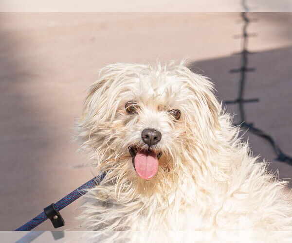 Medium Photo #4 Mutt Puppy For Sale in Lake Forest, CA, USA