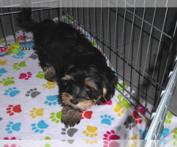 Medium Photo #3 Havashire Puppy For Sale in ORO VALLEY, AZ, USA
