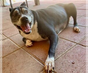 Marni - Female Boxer-Unknown Mix Dog for Adoption - Photo #7