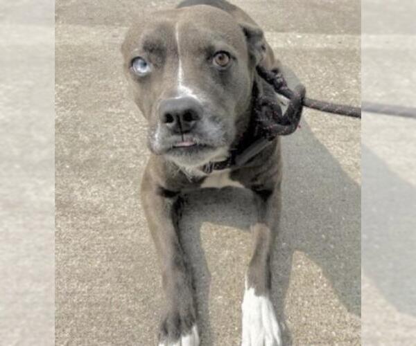 Medium Photo #2 Siberian Husky-Unknown Mix Puppy For Sale in Houston, TX, USA