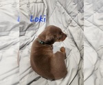 Small #7 Doberman Pinscher