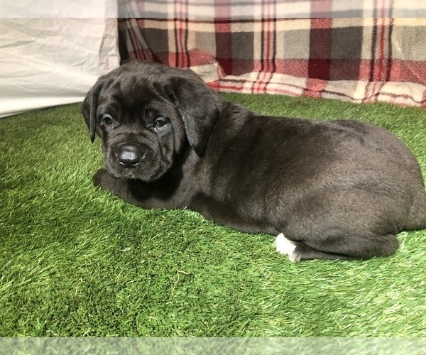 Medium Photo #3 Cane Corso Puppy For Sale in NARVON, PA, USA