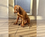 Puppy Hazel Rhodesian Ridgeback