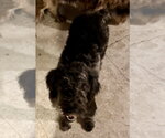 Small #1 Labrador Retriever