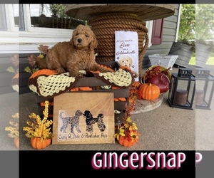 Goldendoodle Puppy for sale in SPRINGFIELD, OH, USA