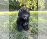 Small #30 Poodle (Miniature)