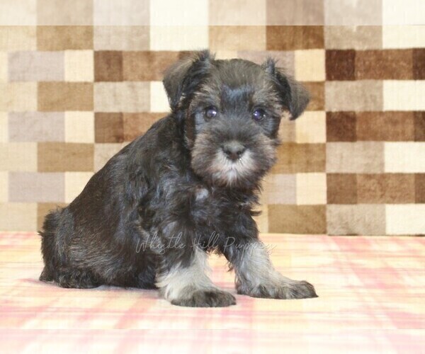 Medium Photo #4 Schnauzer (Miniature) Puppy For Sale in DENVER, PA, USA