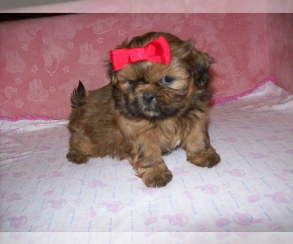Medium Photo #1 Shih Tzu Puppy For Sale in S ZANESVILLE, OH, USA