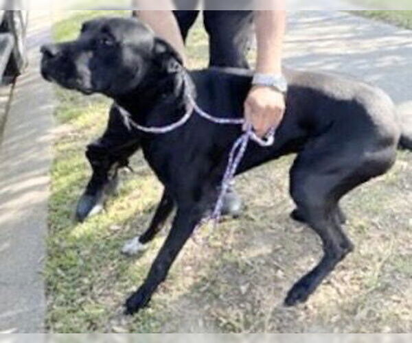 Medium Photo #1 Great Dane-Unknown Mix Puppy For Sale in Houston, TX, USA