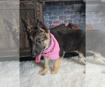 Small #4 German Shepherd Dog