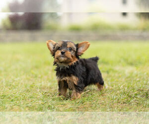 Yorkshire Terrier Dog for Adoption in WARSAW, Indiana USA