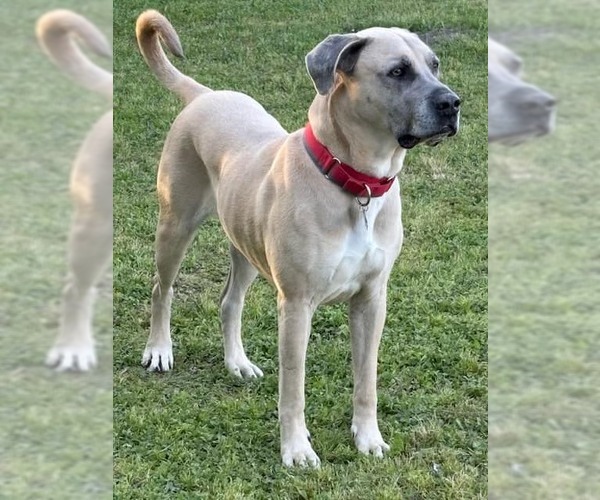 Medium Photo #8 Mastiff-Unknown Mix Puppy For Sale in Houston, TX, USA
