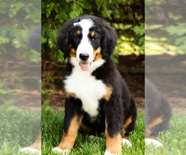 Medium Photo #1 Bernese Mountain Dog Puppy For Sale in WOLCOTTVILLE, IN, USA