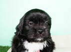 Small Photo #1 Shih Tzu Puppy For Sale in FULLERTON, CA, USA