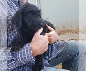 Goldendoodle Puppy for sale in SNOWFLAKE, AZ, USA