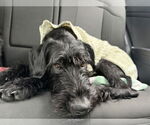 Small Photo #9 GIANT SCHNAUZER -German Shorthaired Pointer Mix Puppy For Sale in Oak Bluffs, MA, USA
