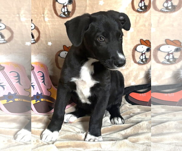 Medium Photo #3 American Pit Bull Terrier-Labrador Retriever Mix Puppy For Sale in Wetumpka, AL, USA