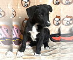 Small #2 American Pit Bull Terrier-Labrador Retriever Mix