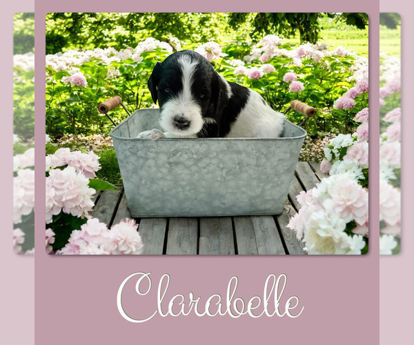 Medium Photo #3 Bernedoodle-Poodle (Standard) Mix Puppy For Sale in MENIFEE, CA, USA