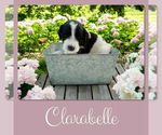 Small #2 Bernedoodle-Poodle (Standard) Mix