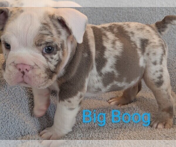 Medium Photo #2 Bulldog Puppy For Sale in MARIETTA, GA, USA