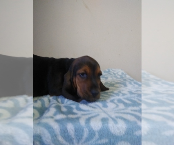 Medium Photo #18 Basset Hound Puppy For Sale in PETERSBURG, IN, USA