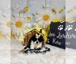 Small #1 ShihPoo