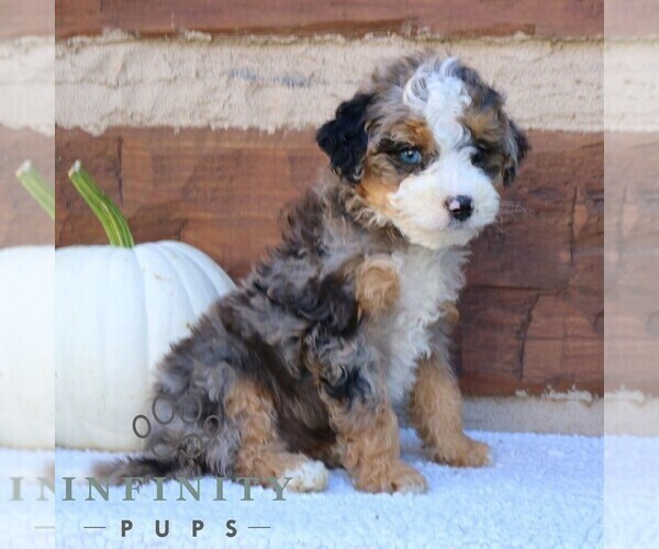 Medium Photo #4 Bernedoodle (Miniature) Puppy For Sale in NARVON, PA, USA