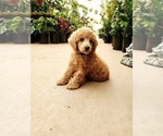 Small Photo #4 Poodle (Miniature) Puppy For Sale in CHANDLER, AZ, USA