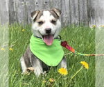 Small #18 Siberian Husky Mix