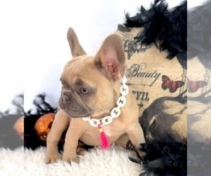 French Bulldog Puppy for sale in LAKE CITY, FL, USA