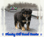 Small Miniature Australian Shepherd