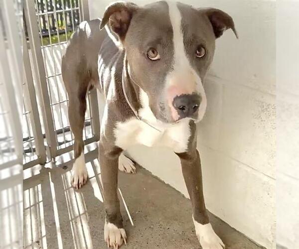 Medium Photo #3 Mutt Puppy For Sale in Houston, TX, USA