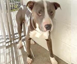 COWPOKE - Male Mutt Dog for Adoption - Photo #3