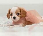 Puppy River Cavalier King Charles Spaniel