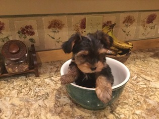 Yorkshire Terrier Puppy for sale in WELLS, MN, USA