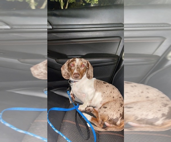 Medium Photo #1 Dachshund Puppy For Sale in ROCK HILL, SC, USA