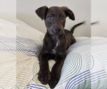 Small Photo #3 Labrador Retriever-Unknown Mix Puppy For Sale in Lakewood, CO, USA