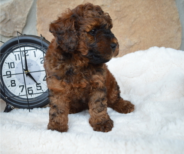 Medium Photo #1 Shih-Poo Puppy For Sale in HONEY BROOK, PA, USA