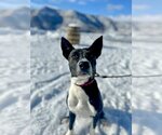 Small Photo #10 Mutt Puppy For Sale in Aurora, CO, USA
