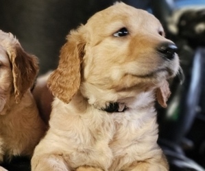 Golden Retriever Puppy for sale in NEW ULM, MN, USA