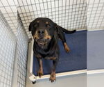 Small #3 Rottweiler Mix