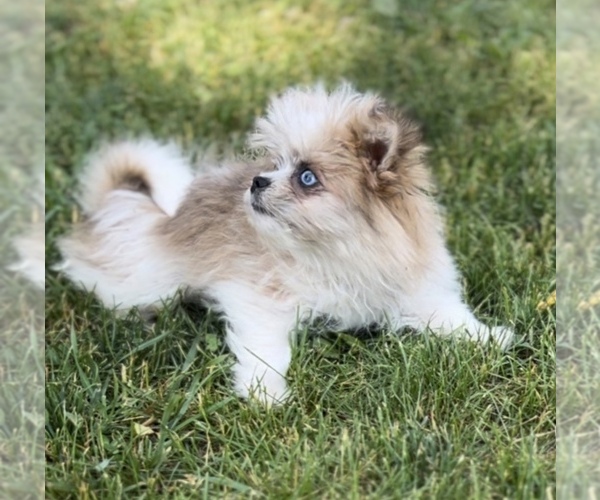 Medium Photo #3 Shiranian Puppy For Sale in PORTAGE, MI, USA