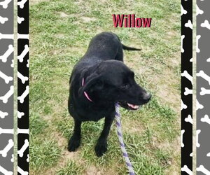 Willow - Female Mutt Dog for Adoption - Photo #2