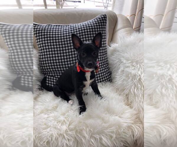 Medium Photo #2 Chihuahua-Unknown Mix Puppy For Sale in Princeton, MN, USA