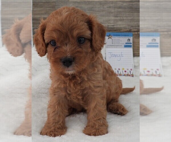 Medium Photo #22 Cavapoo Puppy For Sale in CARLISLE, KY, USA